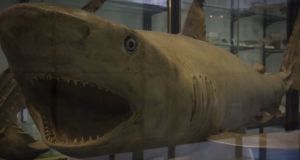 museoMare